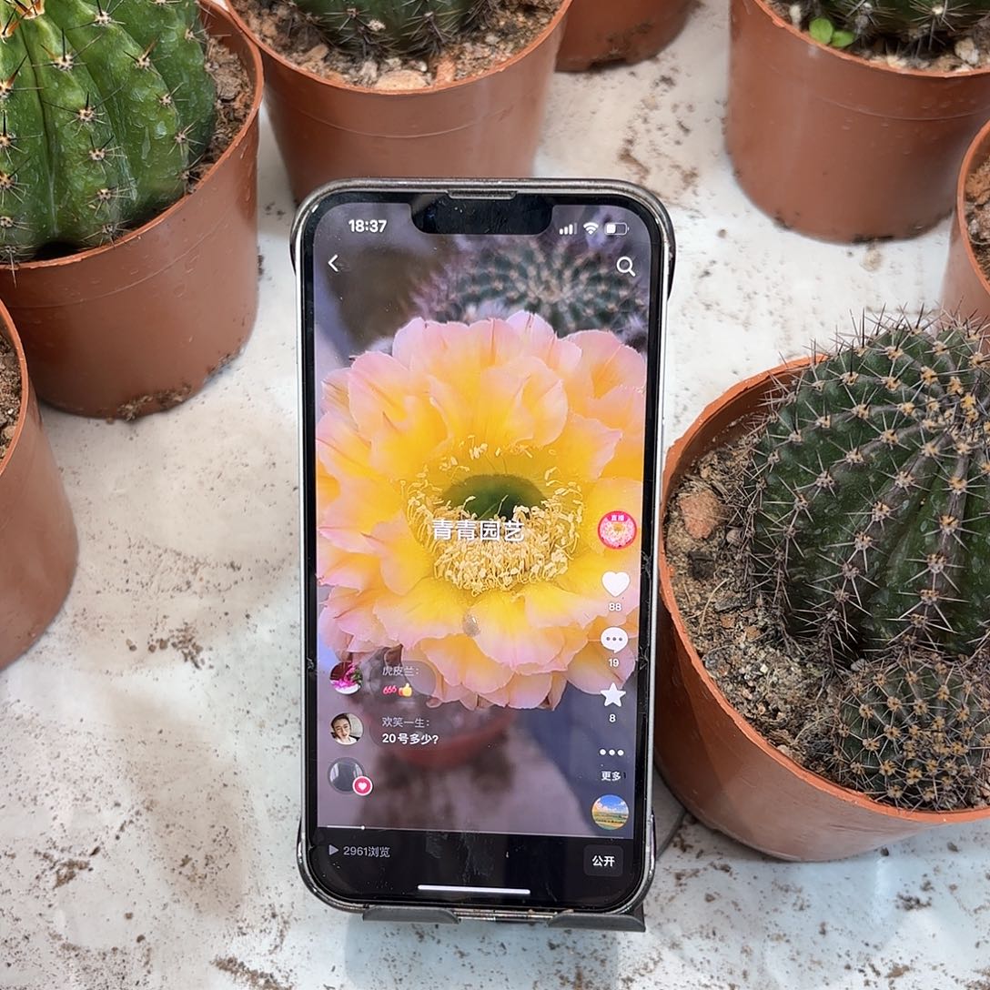 彩草20号6公分左右