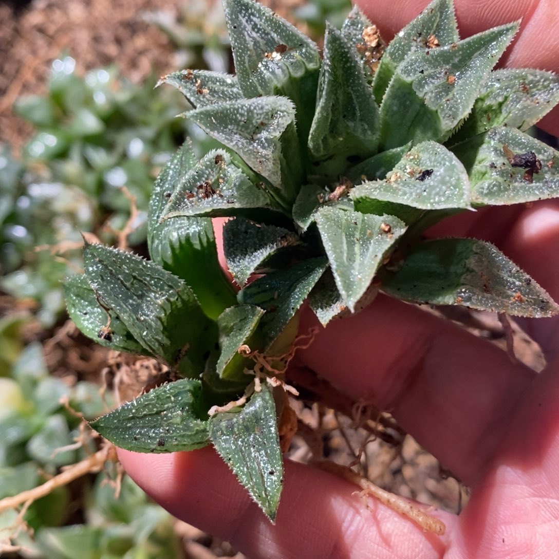 一***余1969 两颗一起 超级福利