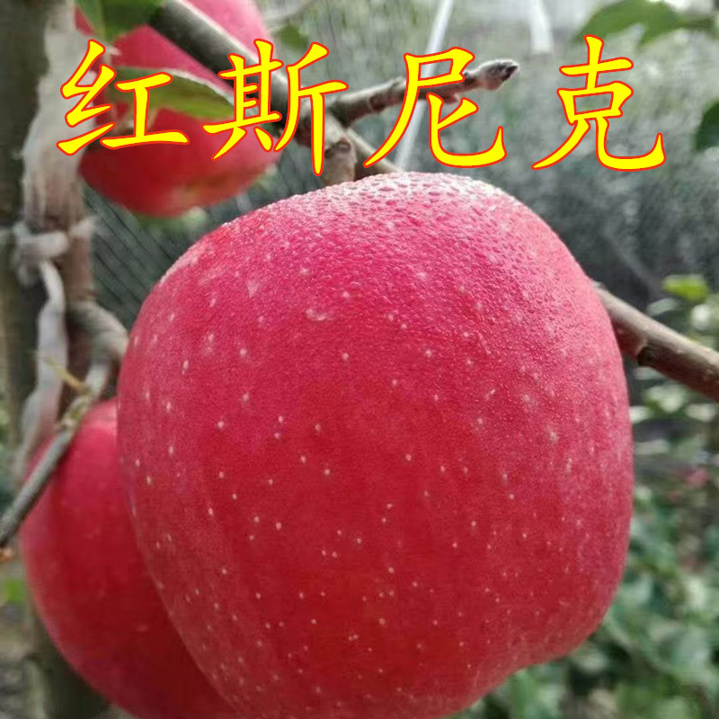 苹果苗嫁接红斯尼克早熟全红苹果苗烟台红富士苹果当年结果果树苗