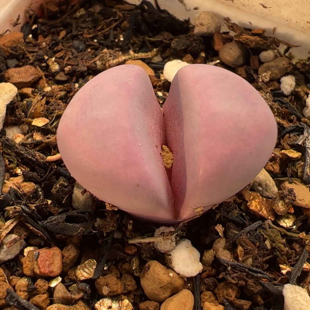 025多肉植物百科