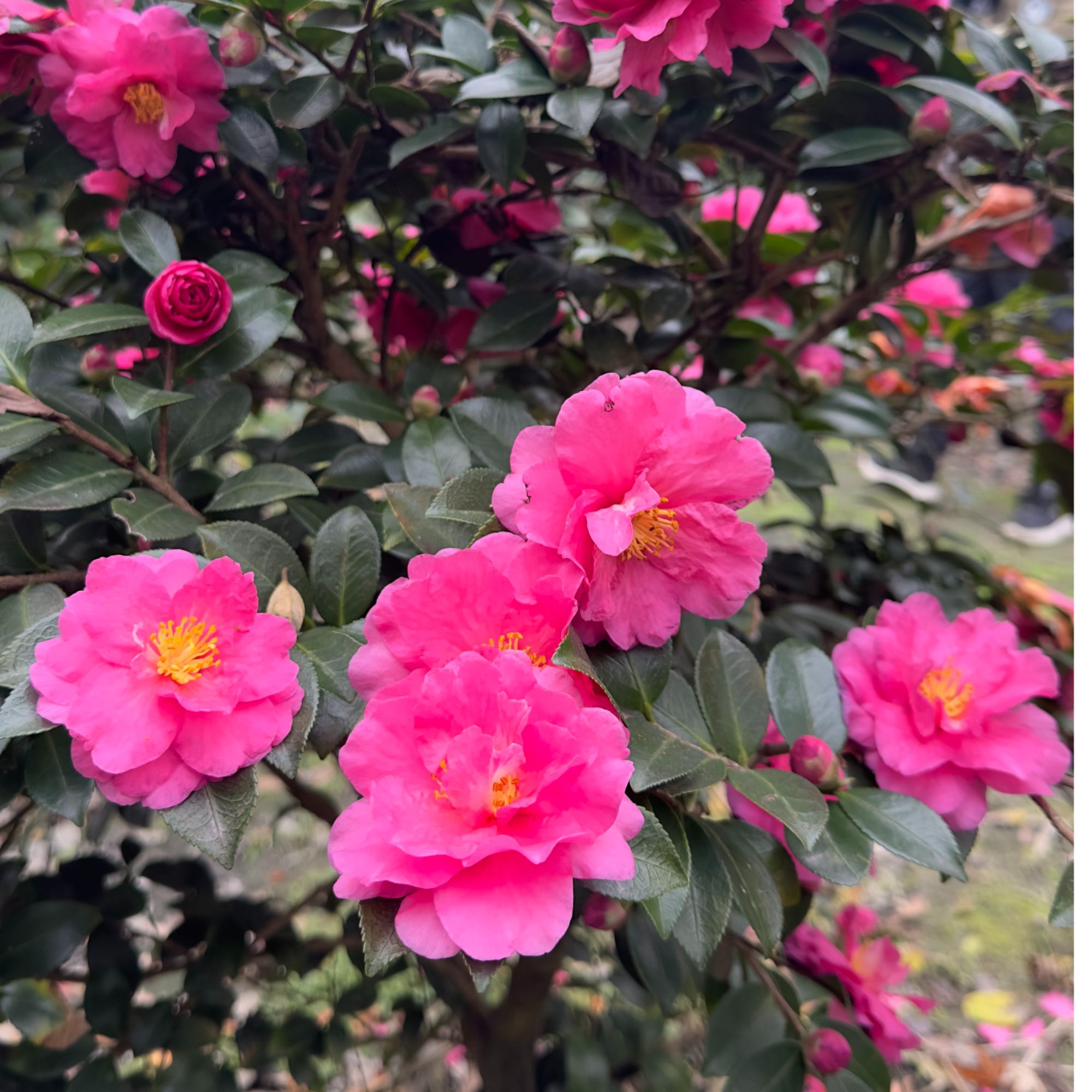 带花苞茶梅盆栽四季可养耐寒耐热室外好养花卉