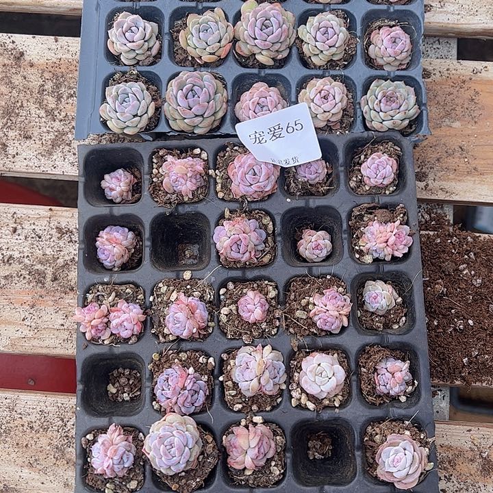 直播福利一物一拍65