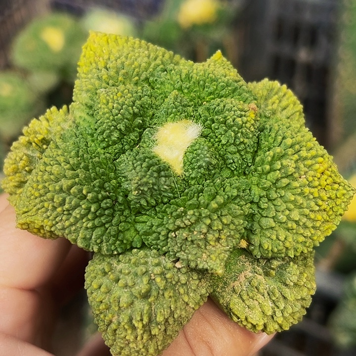 无花朵大尤细密尤哥斯拉牡丹锦843