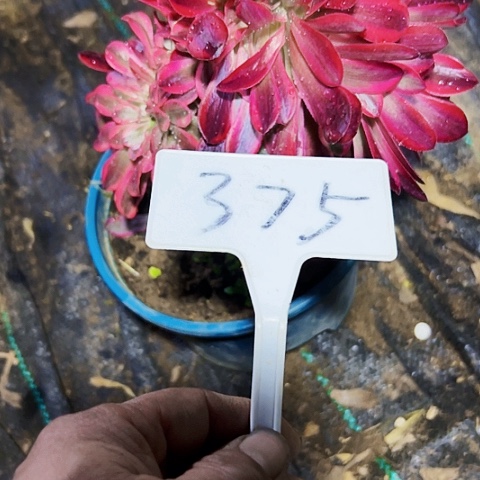 淘****?多肉植物美杜莎缀花
