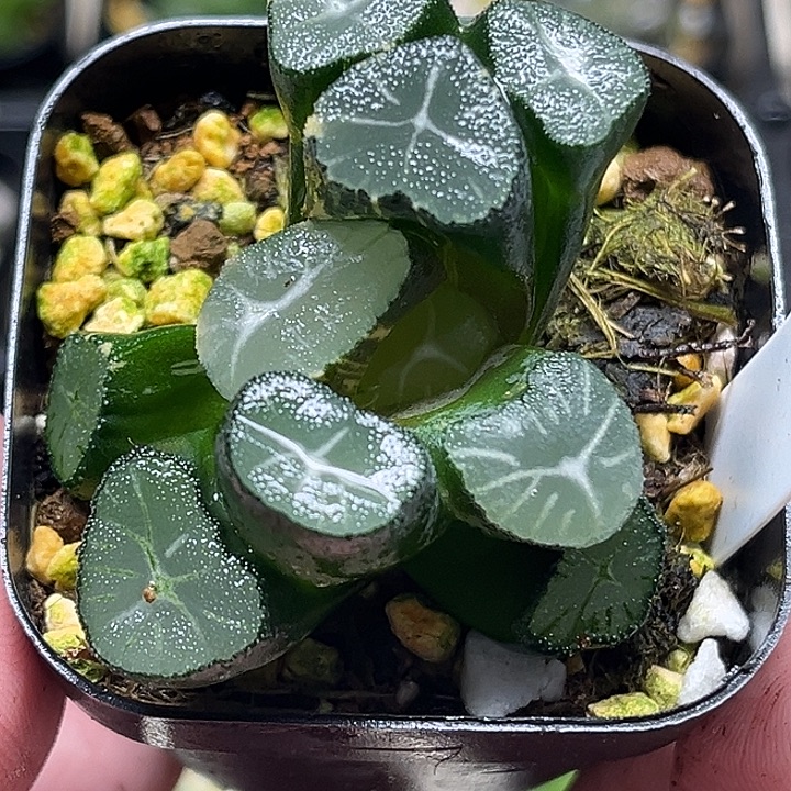 35玉龙万象锦头家多肉十二卷