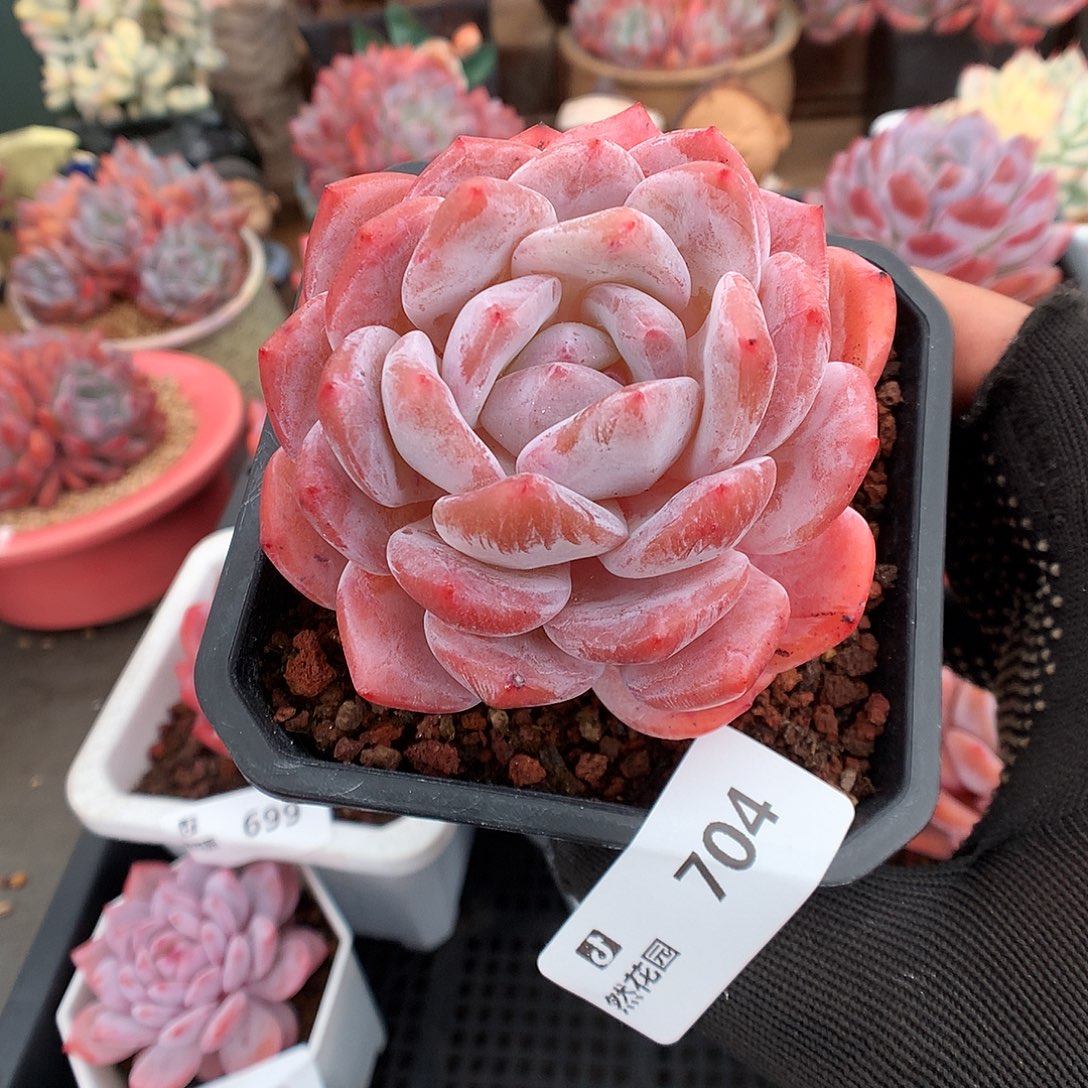 704雪天使多肉植物6666