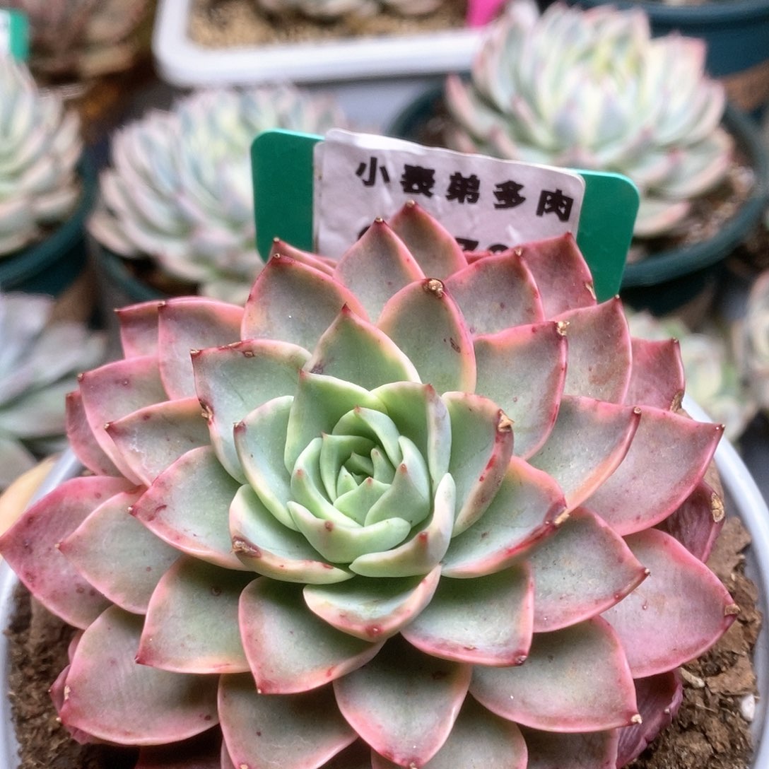 766锦锦锦锦锦锦