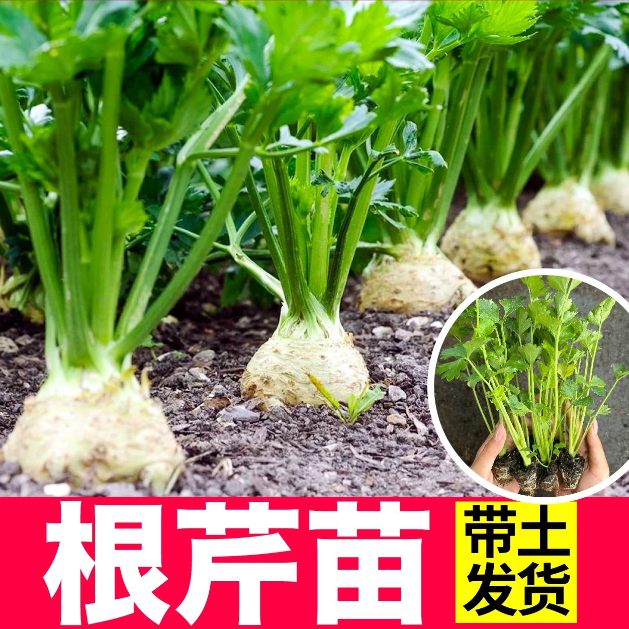  地中海根芹苗阳台花盆家庭种植优质种苗