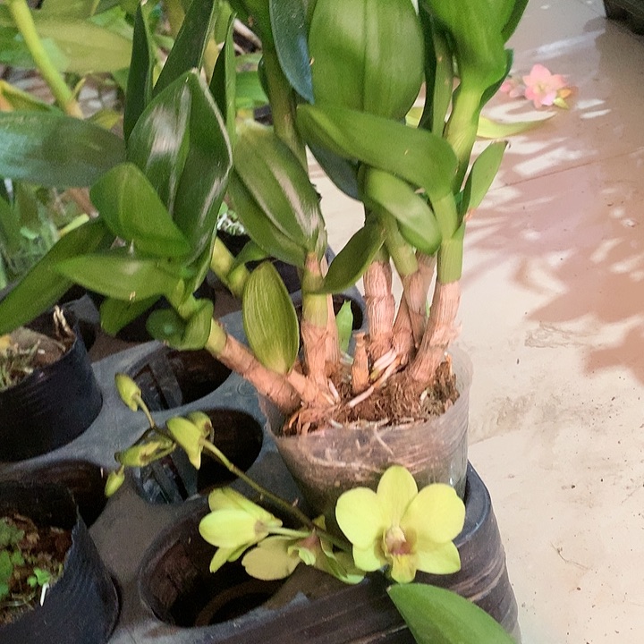 完全开放金公主大小8苗