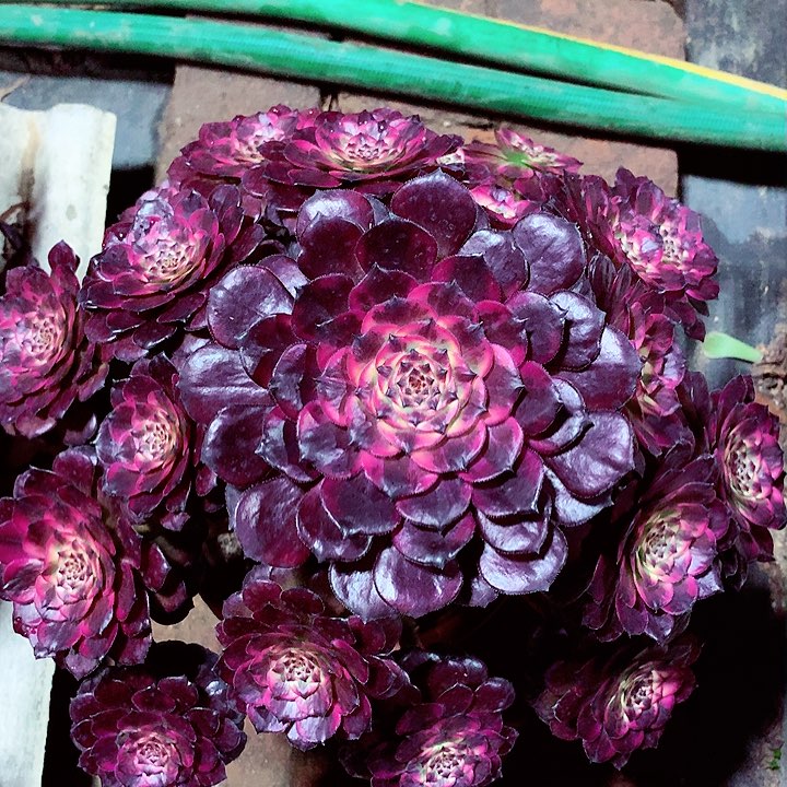 烟花的，多肉植物