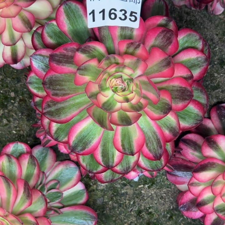 11635南倾城多肉植物
