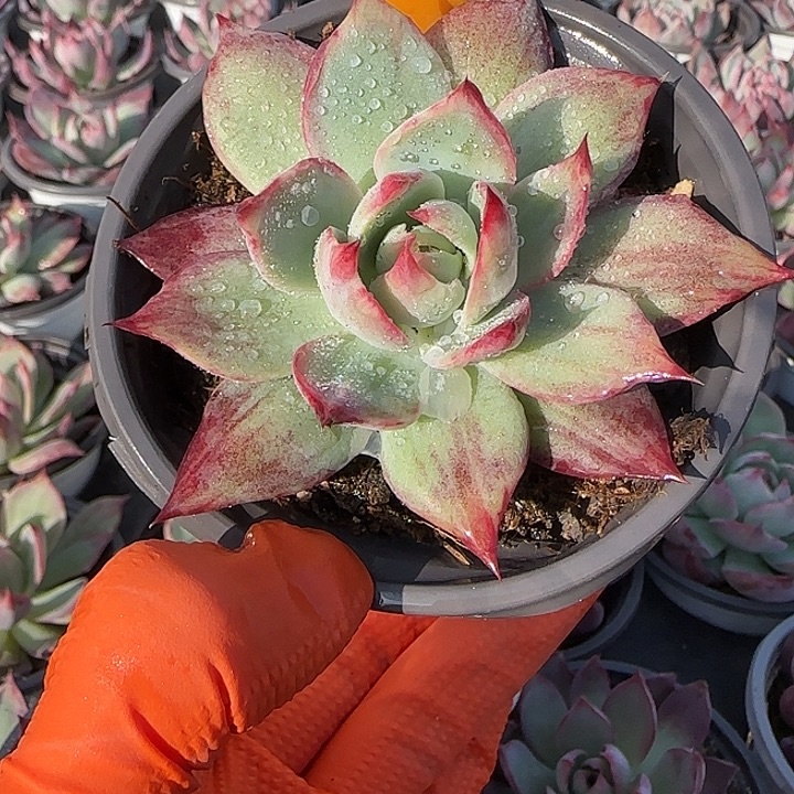 56 惊鸿仙子多肉植物7-9cm