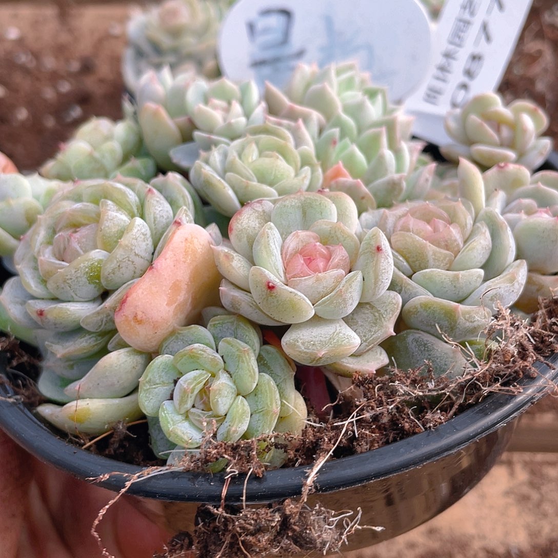 量拍多肉植物多肉植物877