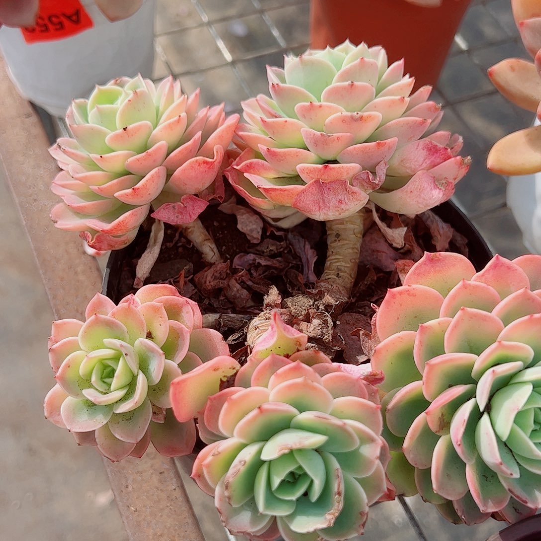 哈密瓜多头群生精品特价