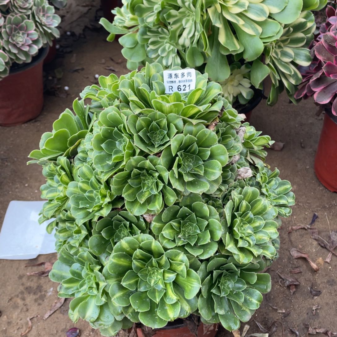 621翡翠多肉法师断枝不包