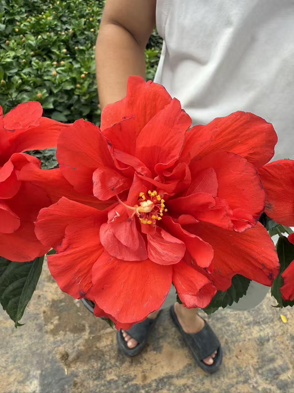 精品大红木槿花