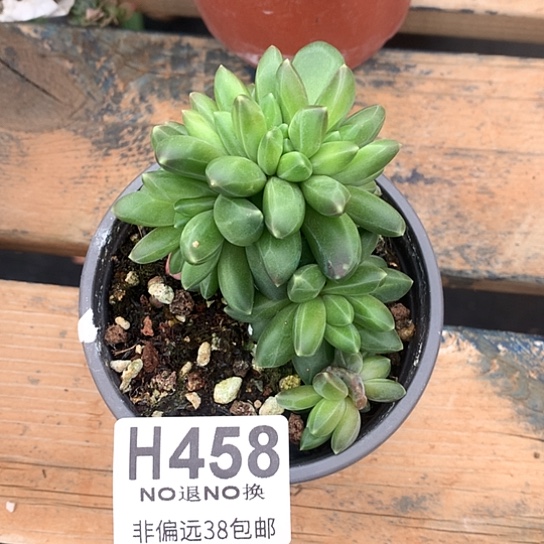 美人缀化458 全场处理退款拉黑7-8天发货