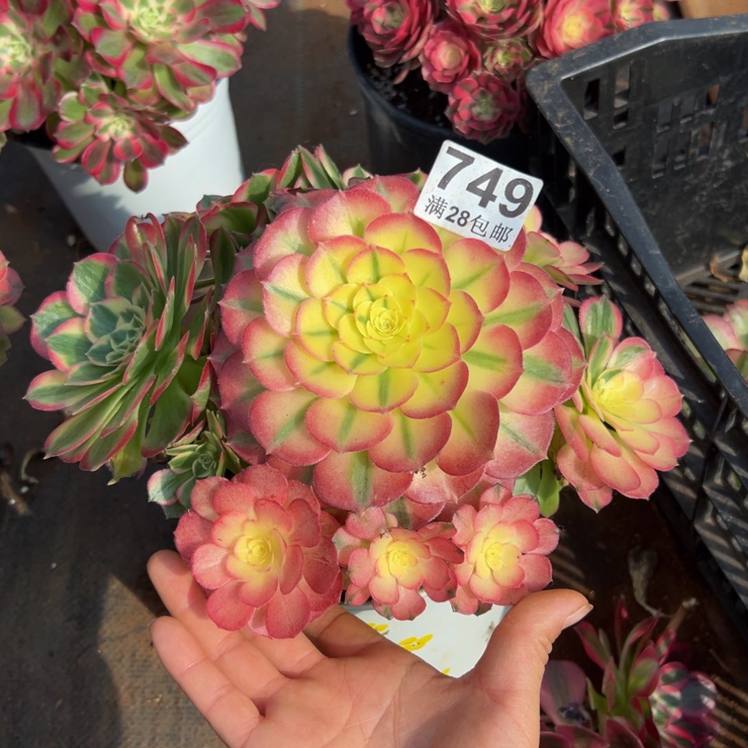 暖***多肉植物749海仙的