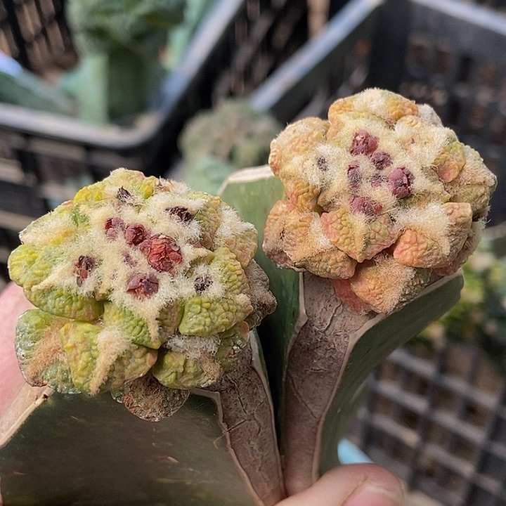 无花朵福利散斑花锦颗粒大尤黑牡丹739