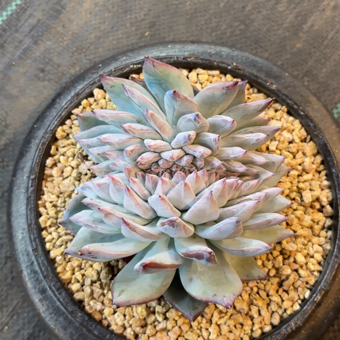 卡系列黑卡缀化一字马