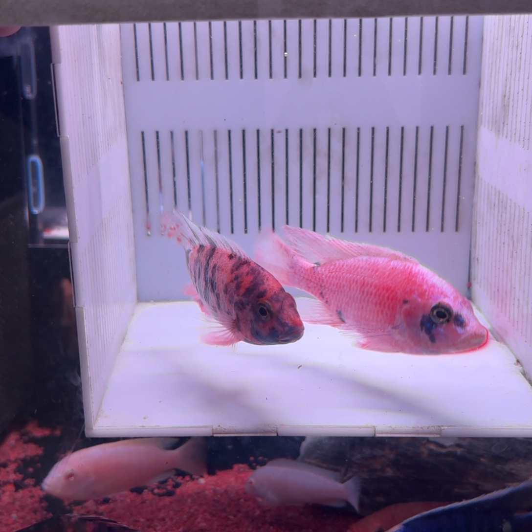 慈鲷鱼直播9号2条