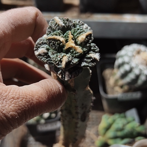 957牡丹仙人球的特点