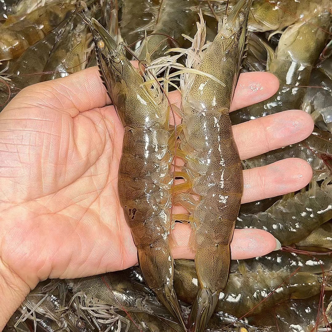 复州湾海水大活虾，活装活发，保鲜不保活，省内外加冰顺丰发货A