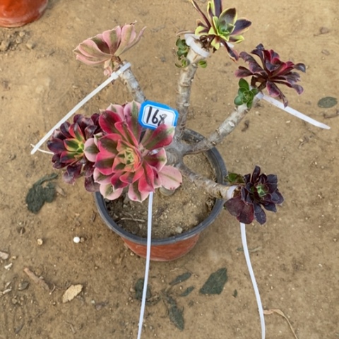 嫁接法师一物一拍