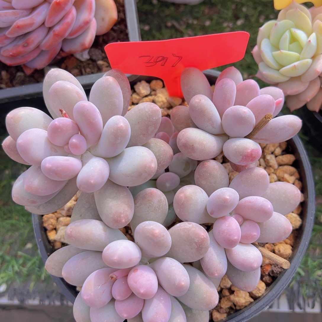 香玉的故事是一个人的故事吗笑