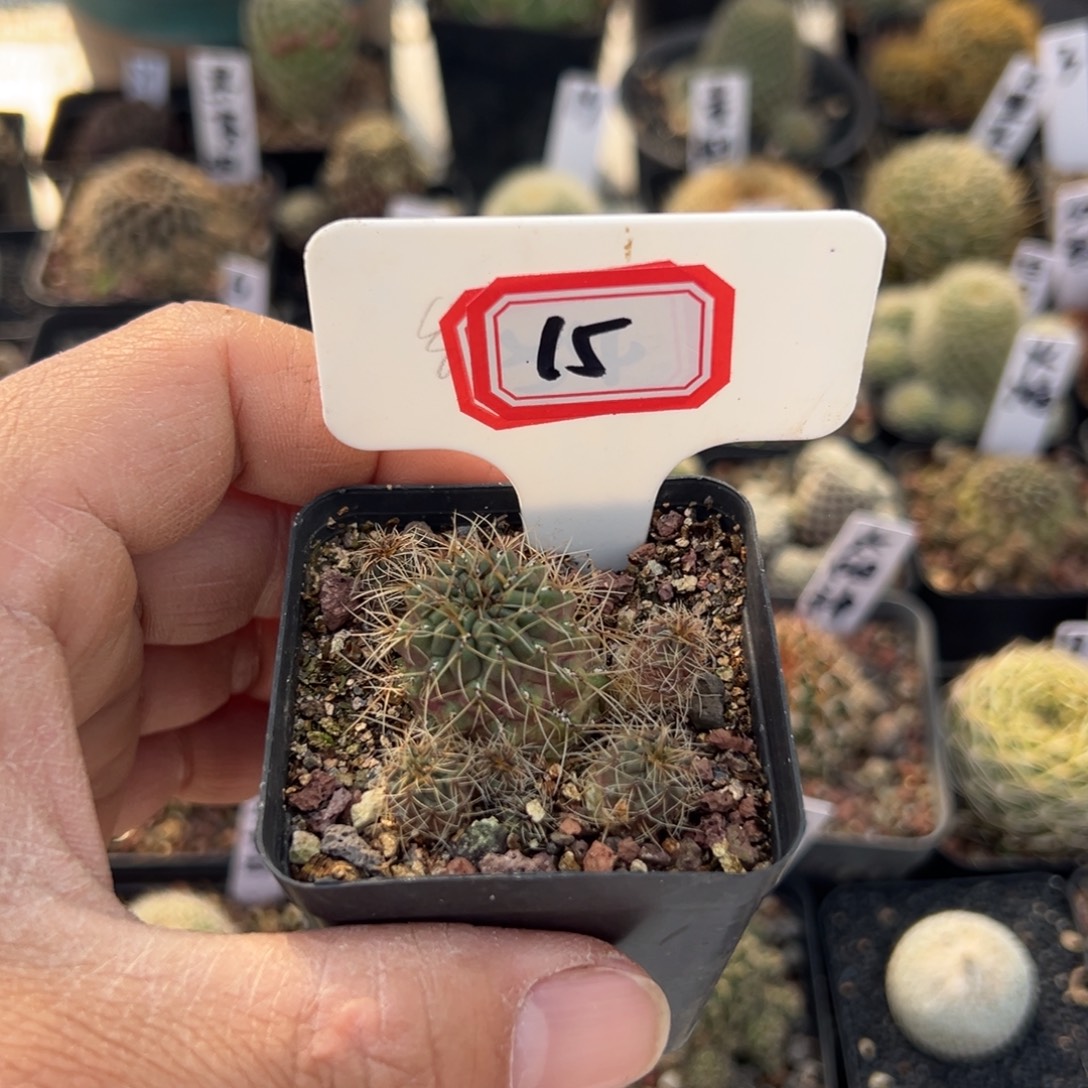 菠***侠15往事多肉园仙人球开花了