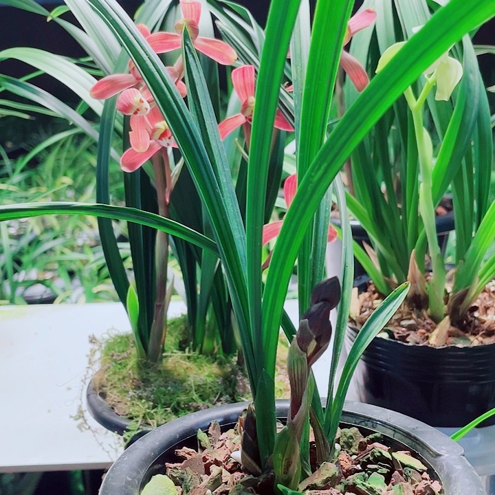 老***蒋完全开放一物一漂亮