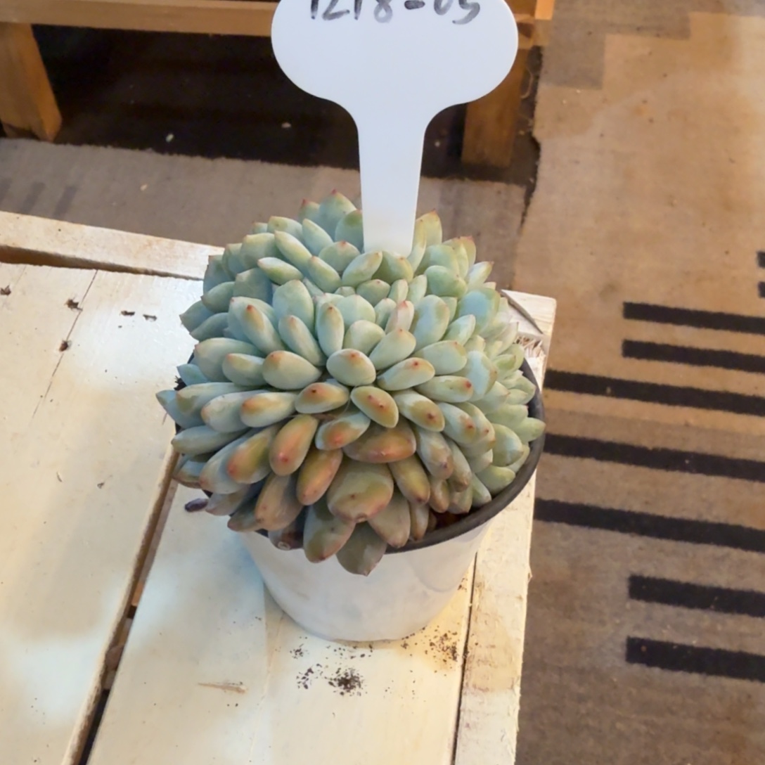 陌***绯1218-05星影缀化小一颗