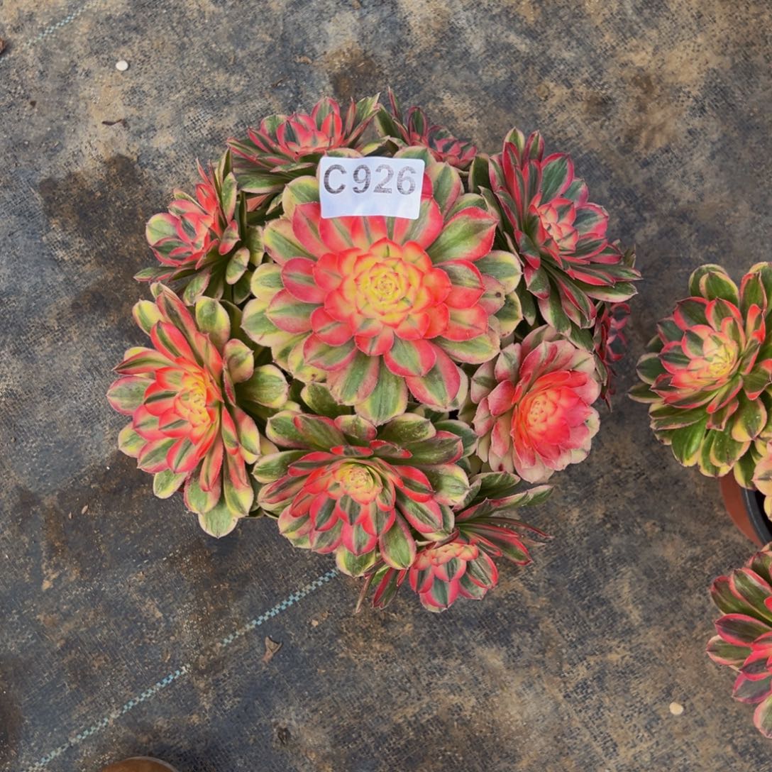 柒***染无花朵海神法师926