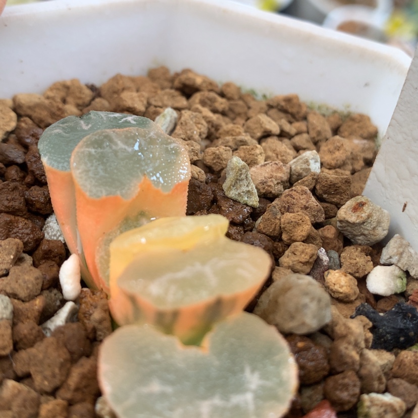 【闪购商品】61大绳玉扇