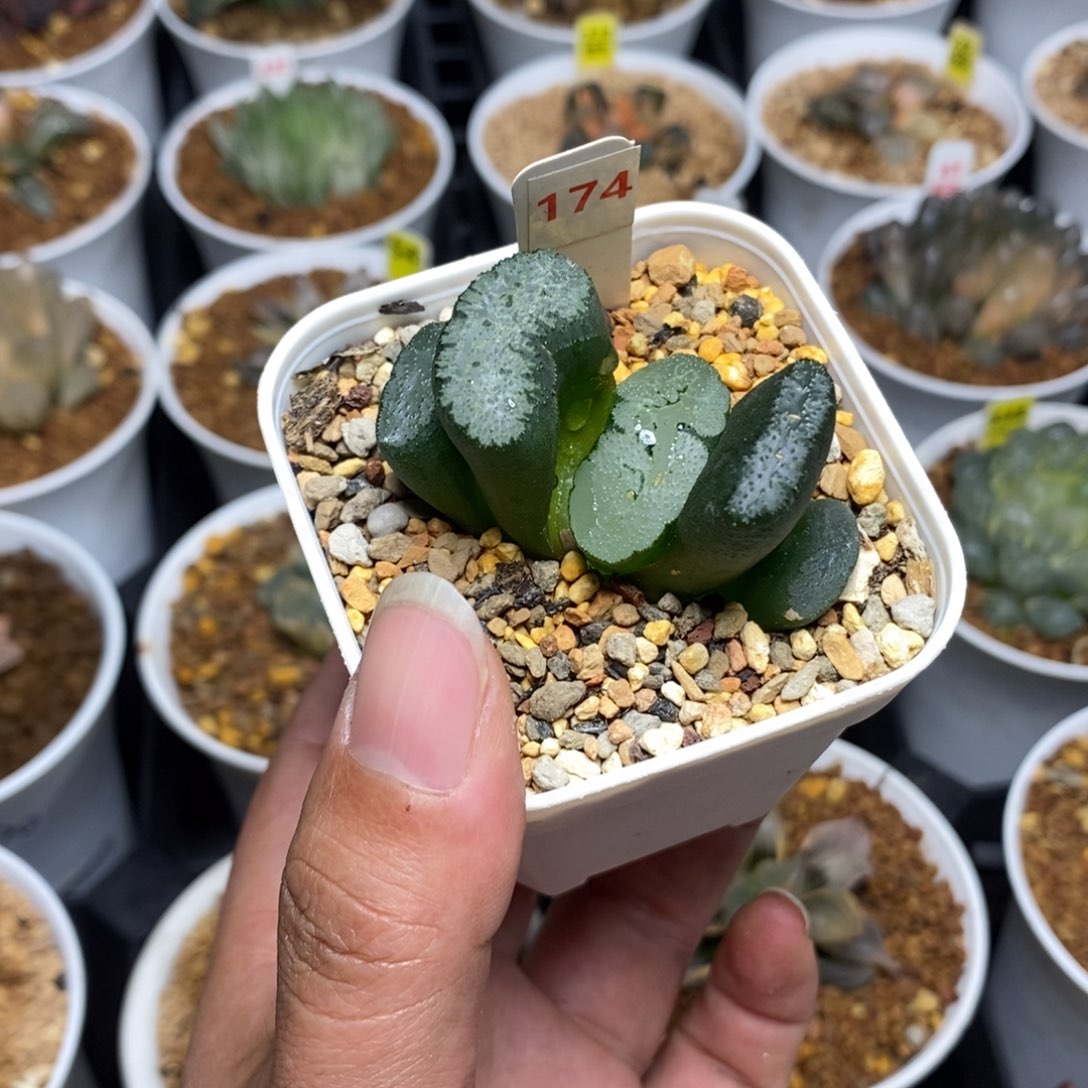 六***）174蓝翼玉扇一物一拍