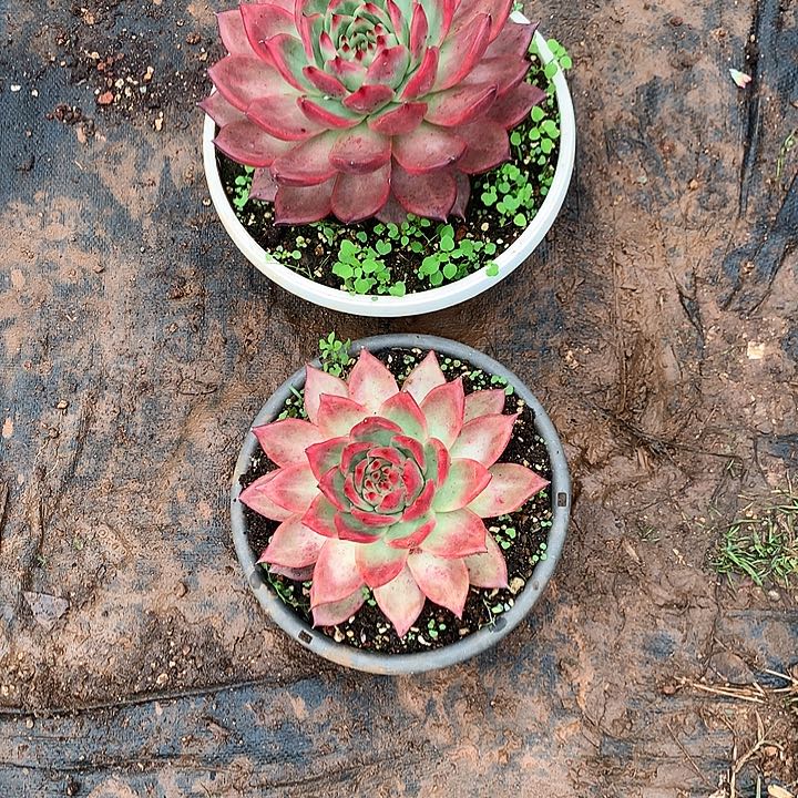 阿***团美肉特价活动开始啦