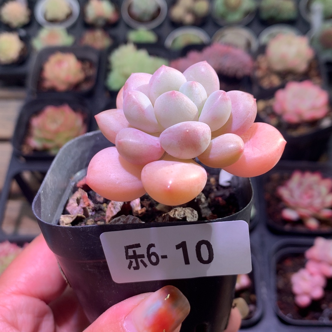 乐然 6-10 泡泡糖 