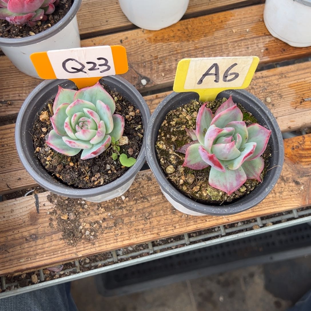 听*Q23A6惊鸿单头多肉