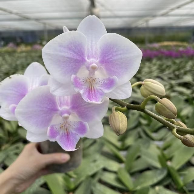 植趣花卉【白居易/小雪仙】超丰花小清新3.5加高开花株 花剑不售后