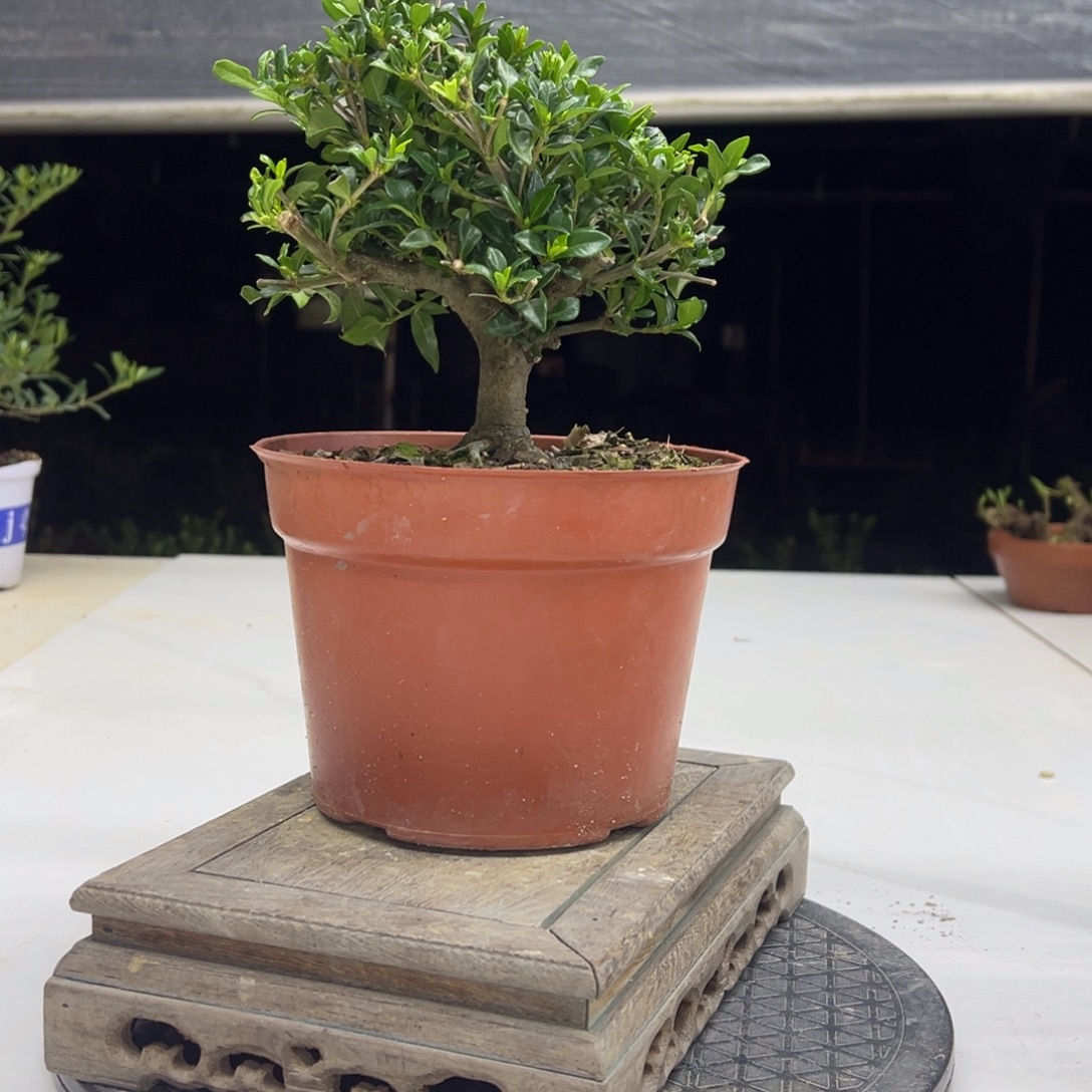 完全开放寿星栀子花