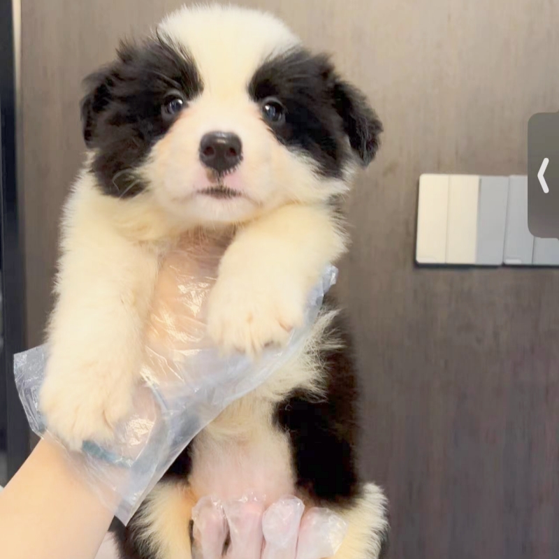 （实拍）黑白边牧妹妹