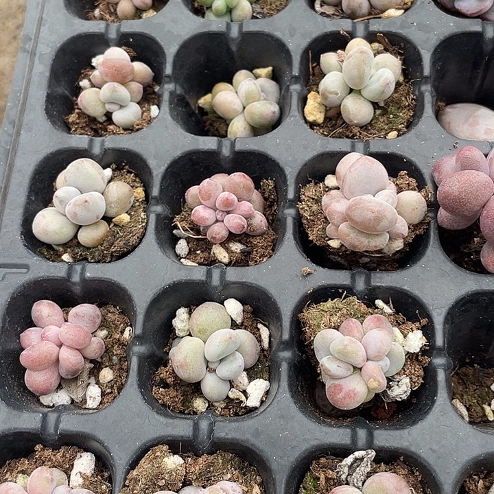 香蕉美人发3颗满18包邮