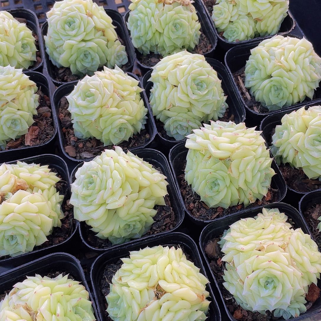 量拍142号 白天鹅麦秆群生一个