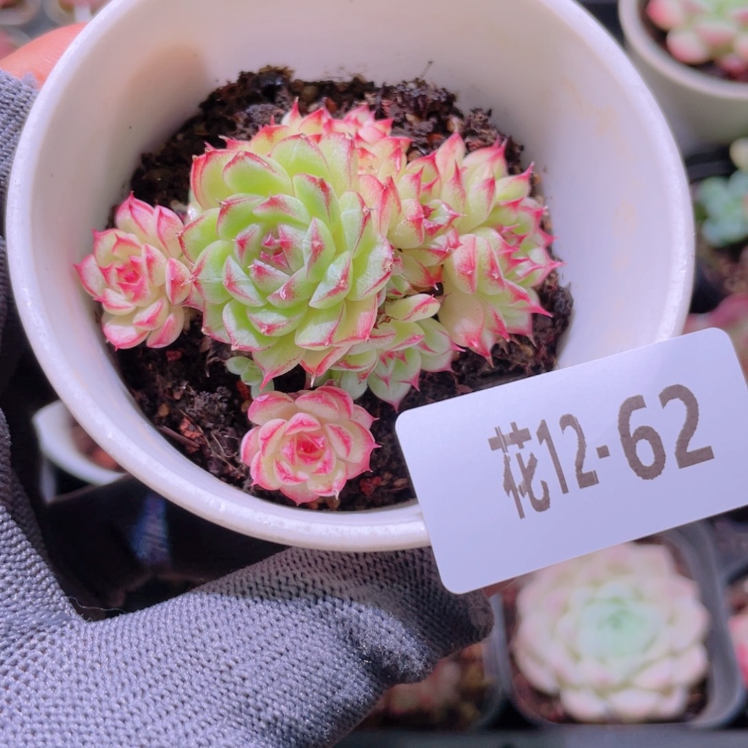 花利美12-62海王 