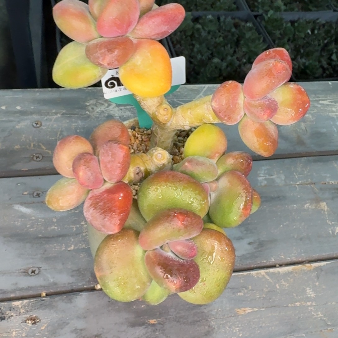 何***亦从前慢花园多肉编号1230-140