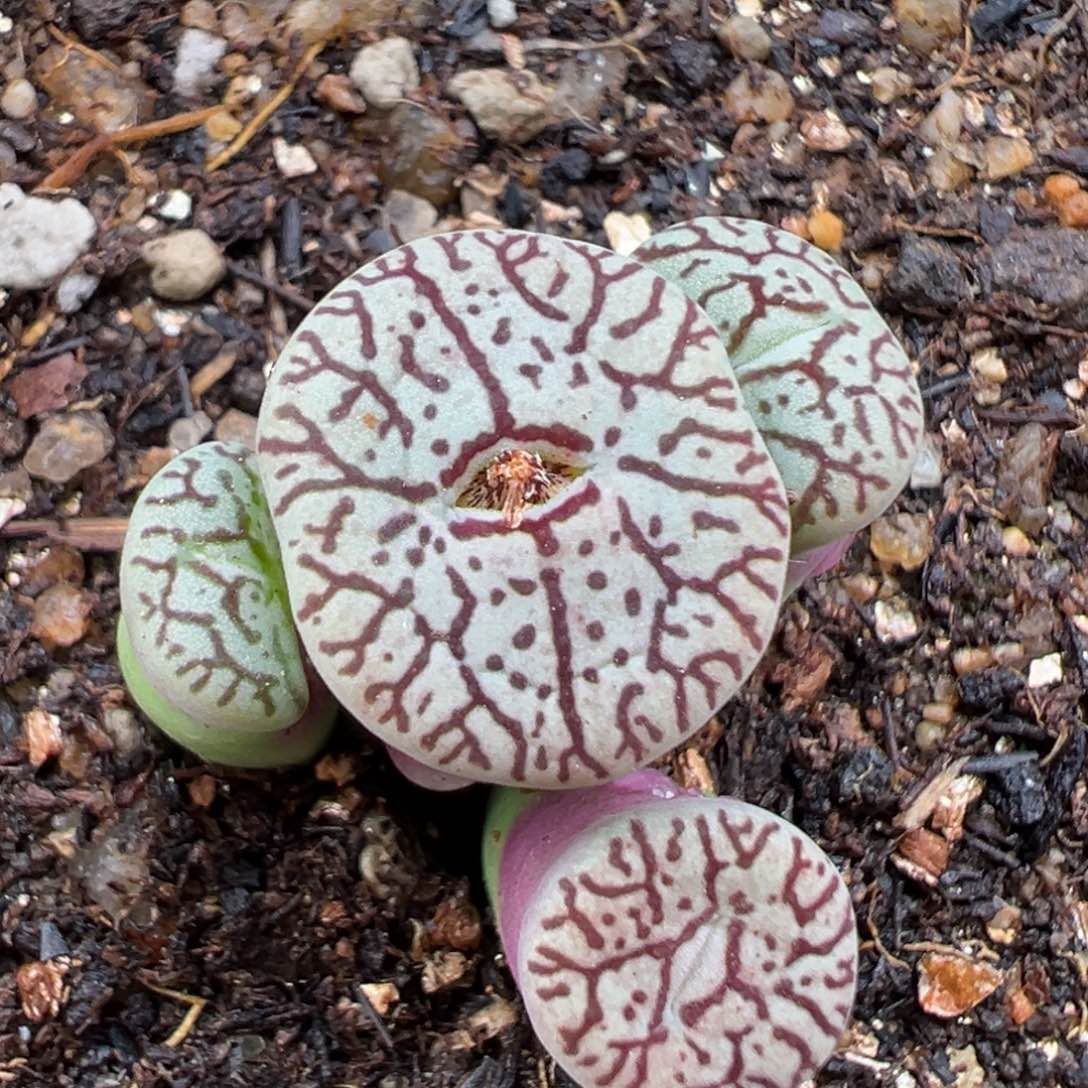 2.17好看的多肉988