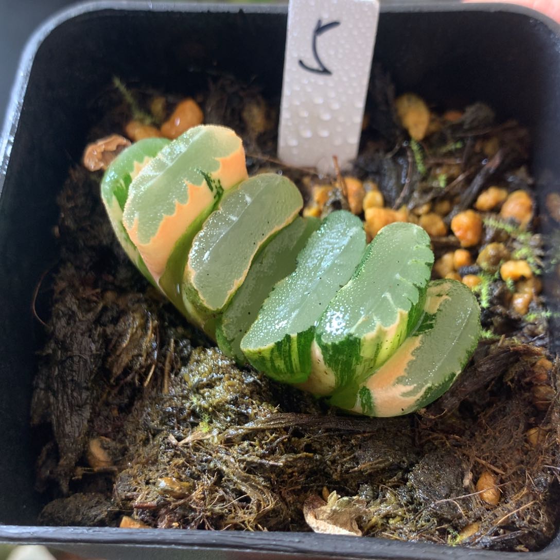 5号玉扇锦一物一拍带盆