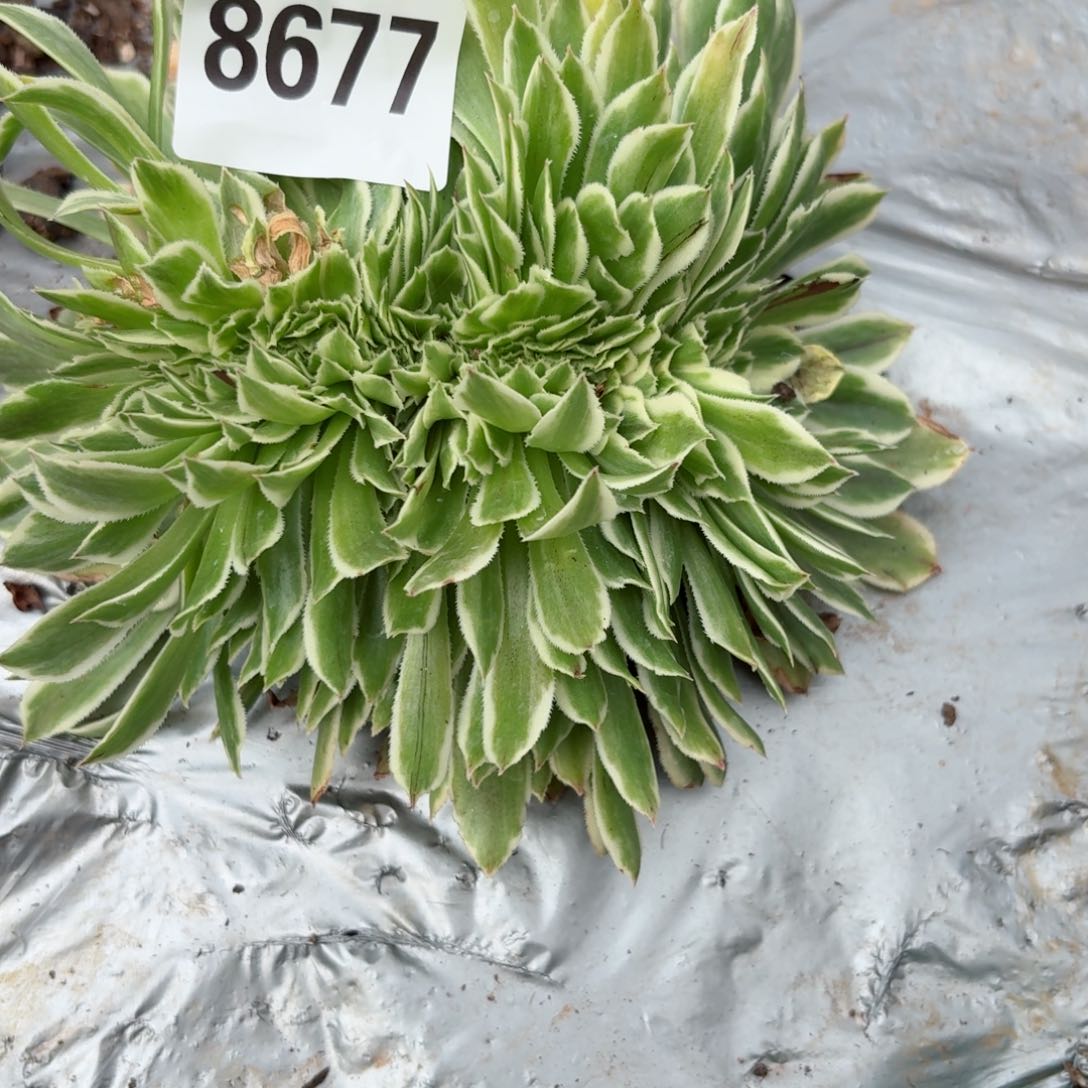 你8677 号多肉法师特价