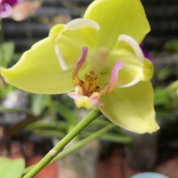 当前无花栽培后可以开花绿如意变异