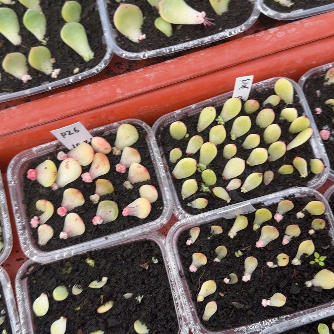 3013 芝麻穴一个外棚满25包邮